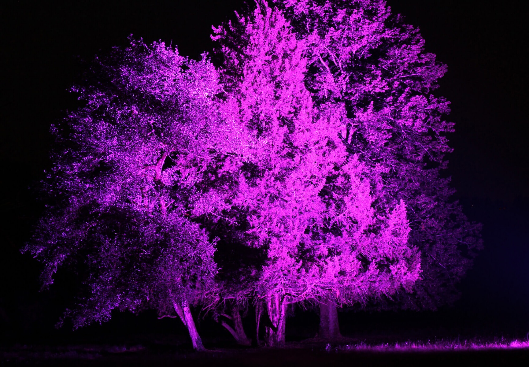 Mise en lumière d'arbres dans un jardin